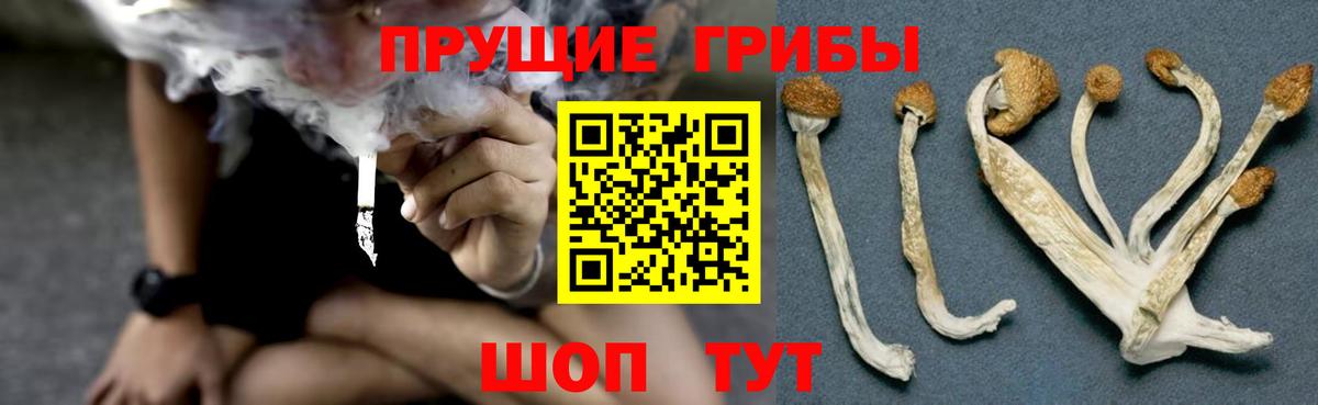 купить закладку  Псилоцибиновые грибы Magic Shrooms  Вход с VPN  Тосно 